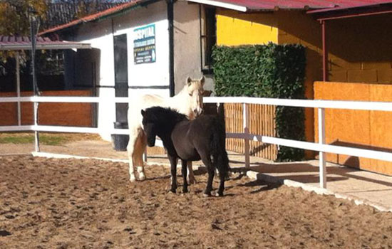 Zona_veterinaria Donde montar a caballo en zaragoza